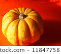 Pumpkin / Halloween 11847758