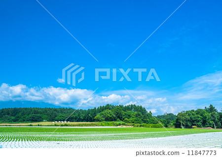 Country landscape and summer sky Country landscape and summer sky 11847773