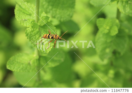 Living thing Insect earthenware mushrooms Kamikiri, I can not imagine from the name, but the figure that flying is itself a bird's beak. I am talking about bee and flowers at the flower bed in the park 11847776