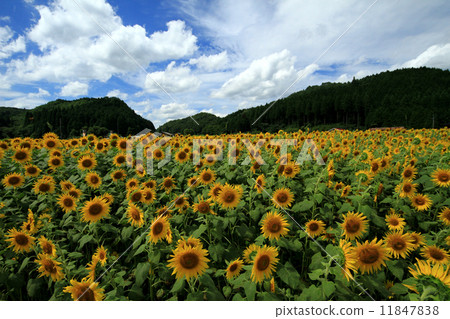 向日葵田7 11847838