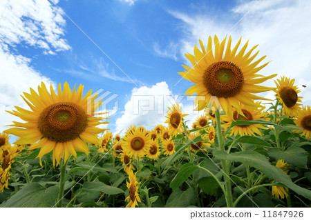 向日葵田916 向日葵田916 11847926