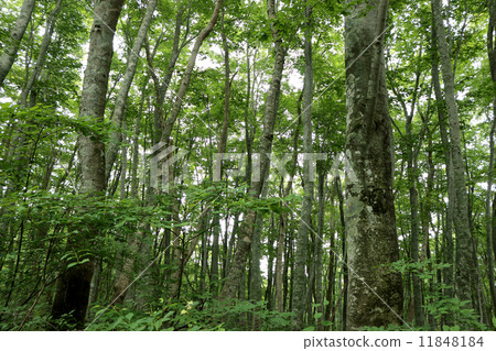 小山的布納 小山的布納 11848184