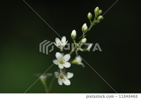 Natural plant NUMATRANOOO, small white flowers a little bit sparsely are beautiful ② Natural plant NUMATRANOOO, small white flowers a little bit sparsely are beautiful ② 11848468