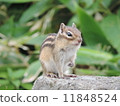 Chipmunks encountered in Hokkaido 11848524
