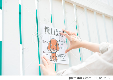 一隻流浪狗 11849599
