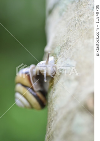 Sun Inn Mai Mai 11849709