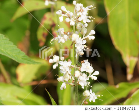Flower of Yabu Miwa (amphoteric flower) Flower of Yabu Miwa (amphoteric flower) 11849711