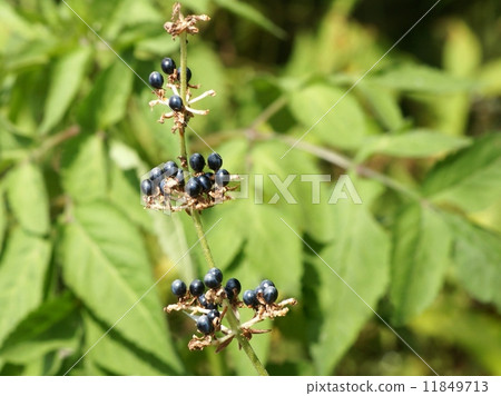 Fruit of Yabu Miuga Fruit of Yabu Miuga 11849713