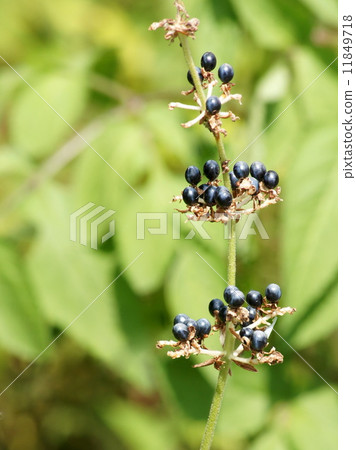 Fruit of Yabu Miuga 11849718
