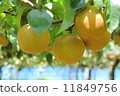 Wild pear 11849756