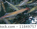 Swimming squid 11849757
