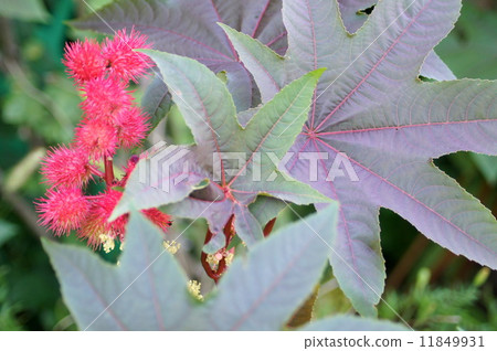 Castor White Flower and Red Fruit Castor White Flower and Red Fruit 11849931