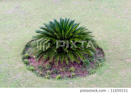 Top view of a cycad leaves on the grass 11850531