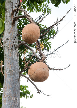 Sal trees cannonball tree or sal of india Sal trees cannonball tree or sal of india 11850553