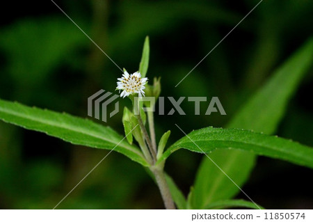 美國Takasabrow 11850574