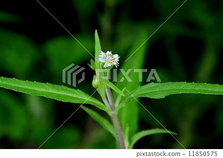 美國Takasabrow 11850575