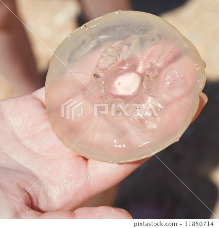 Aurelia aurita jellyfish on palm close up Aurelia aurita jellyfish on palm close up 11850714