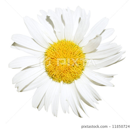 Ox-eye daisy flower close up isolated 11850724