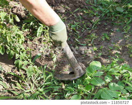 weeding grass in garden by hoe weeding grass in garden by hoe 11850727