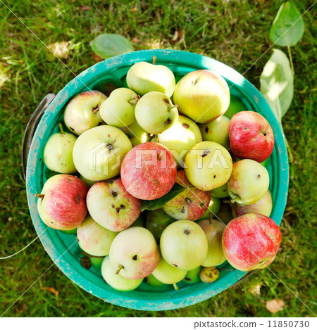bucket with ripe apples in fruit orchard bucket with ripe apples in fruit orchard 11850730