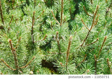 many green sprigs of pine tree many green sprigs of pine tree 11850731