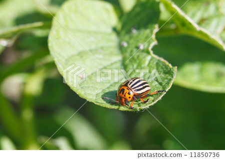 ten-lined potato beetle eats potatoes 11850736
