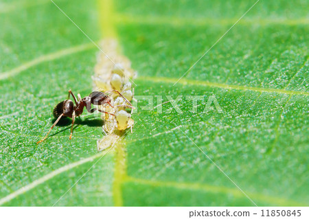 ant collects honeydew from aphids herd on leaf 11850845