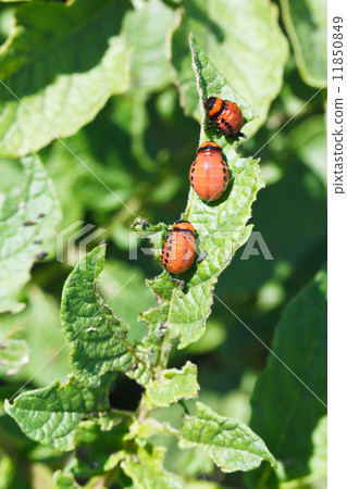 few larva of colorado potato beetle 11850849