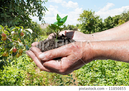 图库照片: farmer handful of soil with green sprout