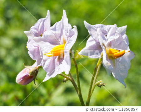 flowers of blossoming potato plant 11850857