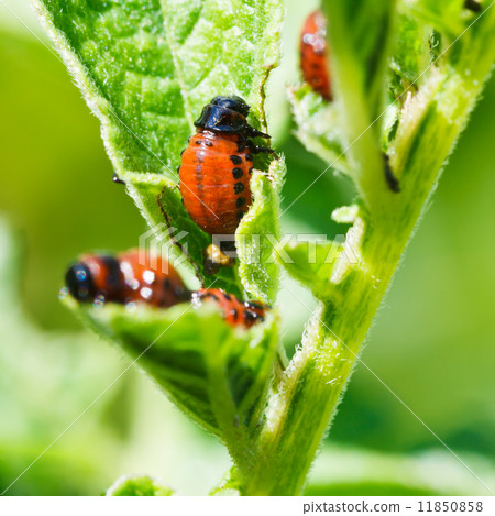 potato bug larva eating potatoes leaves 11850858