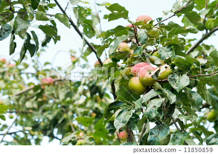 ripe apples on tree branches 11850859