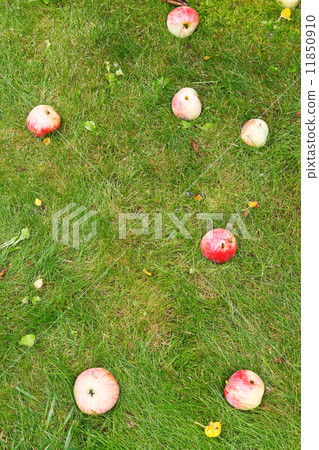 several fallen ripe apples lie on green lawn several fallen ripe apples lie on green lawn 11850910