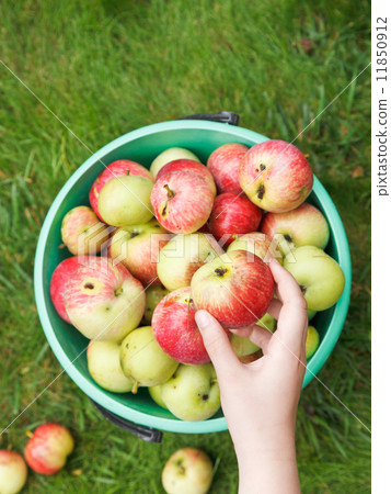girl collects ripe apples in bucket in garden 11850912