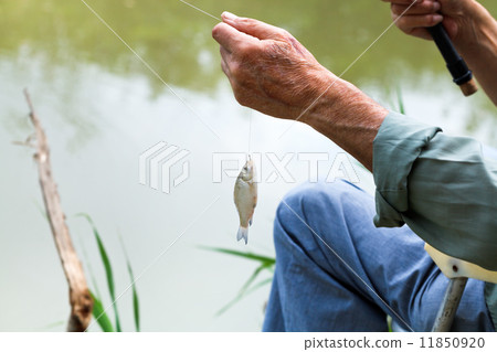 fisherman caught small bream fish 11850920
