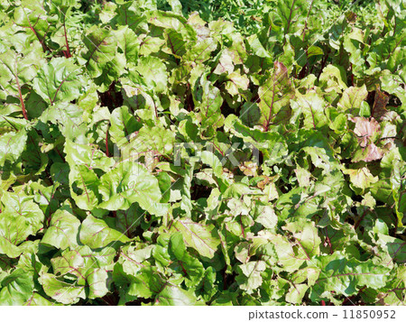 green foliage of beet in garden 11850952