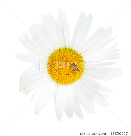 Ox-eye daisy flower with fly close up isolated 11850957