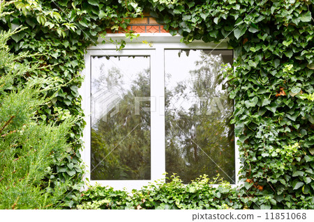 green ivy around new plastic window 11851068