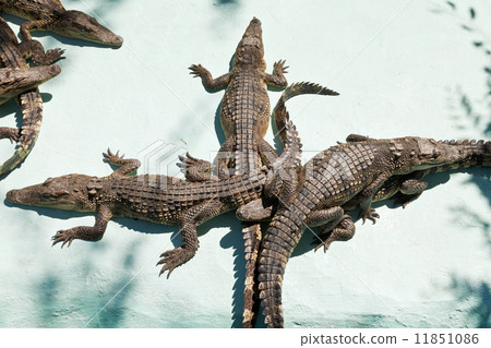 few young crocodiles on Crocodile Farm few young crocodiles on Crocodile Farm 11851086