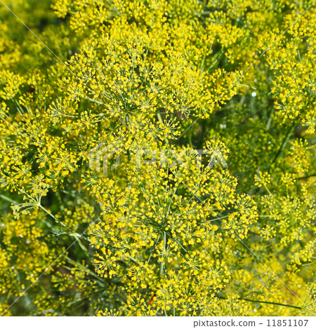 above view of blossoming dill herbs in garden above view of blossoming dill herbs in garden 11851107