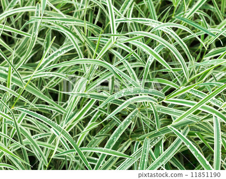 natural background from wet green leaves of Carex 11851190