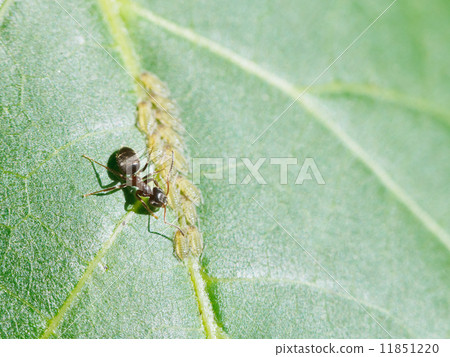 ant extracting honeydew from aphids 11851220