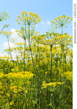 bottom view of flowering dill herbs in garden bottom view of flowering dill herbs in garden 11851225