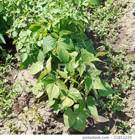 green string bean bush in garden green string bean bush in garden 11851228