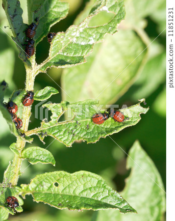 colorado beetle larva in potatoes leaves 11851231