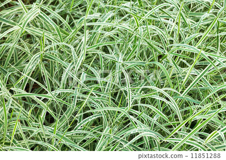 natural background from wet green blades of Carex 11851288