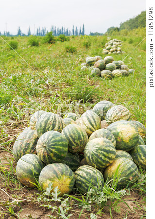 harvesting of ripe watermelons on melon field 11851298
