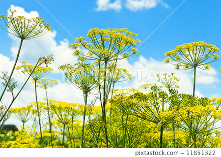 bottom view of blooming dill herbs in garden 11851322
