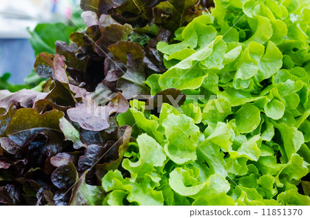 close up of green and red oak lettuce close up of green and red oak lettuce 11851370