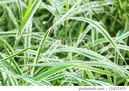 wet green blades of carex morrowii japonica 11851415